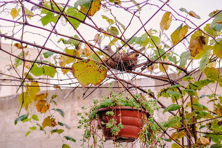 Cabana Raízes em Chapecó - LaCabanasEco